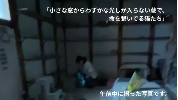 大阪の保護猫カフェ「にゃんこカフェ」が挑戦！光の届かない不衛生な蔵から、懐いていない成猫たちを救うために。