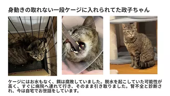 大阪の保護猫カフェ「にゃんこカフェ」が挑戦！光の届かない不衛生な蔵から、懐いていない成猫たちを救うために。