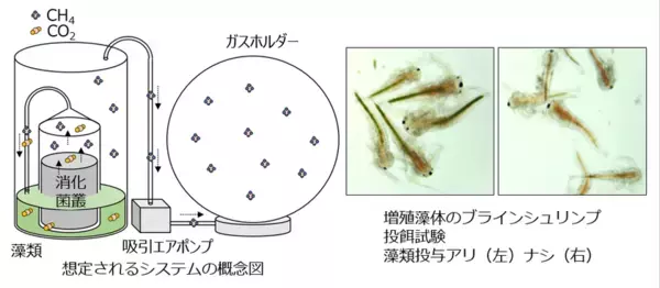 下水汚泥・生物系廃棄物からバイオガスと飼料バイオマスを同時生産する資源循環技術、8月21日・22日に大学見本市で公開