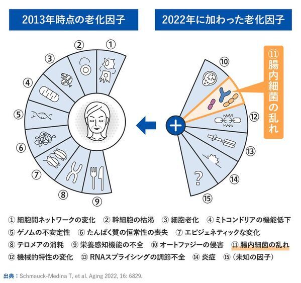 世界最先端の老化研究からわかった、腸内細菌の大事な役割　新コラム『PoA(老化スピード)は変えられる！？』を8月7日にwebサイトで公開