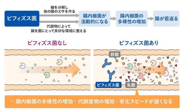 世界最先端の老化研究からわかった、腸内細菌の大事な役割　新コラム『PoA(老化スピード)は変えられる！？』を8月7日にwebサイトで公開