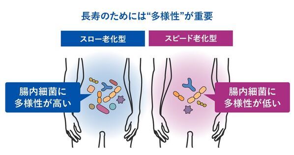 世界最先端の老化研究からわかった、腸内細菌の大事な役割　新コラム『PoA(老化スピード)は変えられる！？』を8月7日にwebサイトで公開