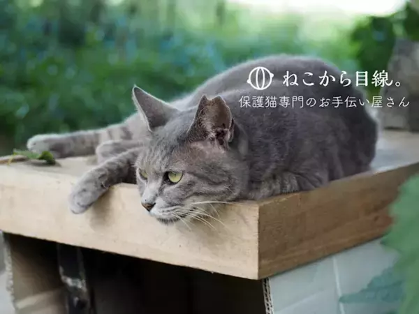 ねこから目線。が京都市の「多頭飼育崩壊防止のための避妊・去勢手術事業」において、事業実施の支援企業に選定されました。