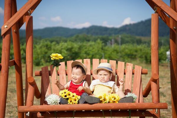 山形・月山高原に30万本のひまわり畑が8月9日オープン