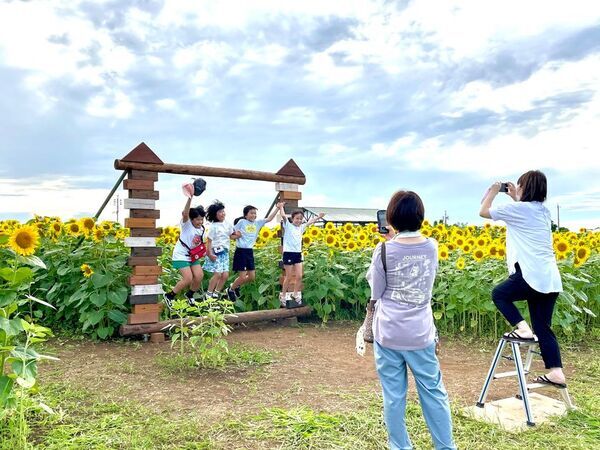 山形・月山高原に30万本のひまわり畑が8月9日オープン