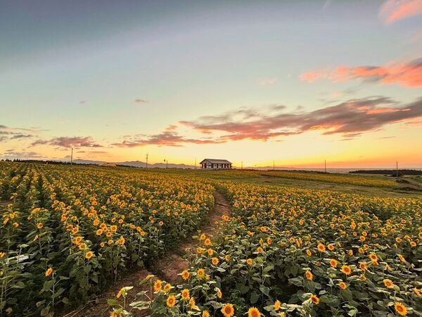 山形・月山高原に30万本のひまわり畑が8月9日オープン