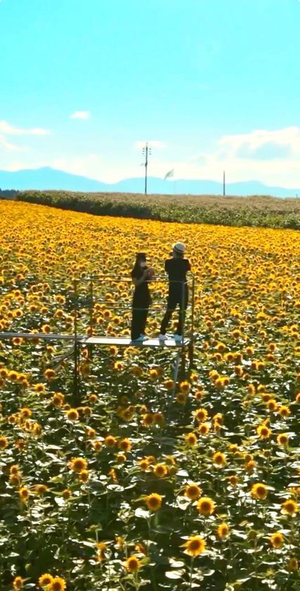 山形・月山高原に30万本のひまわり畑が8月9日オープン