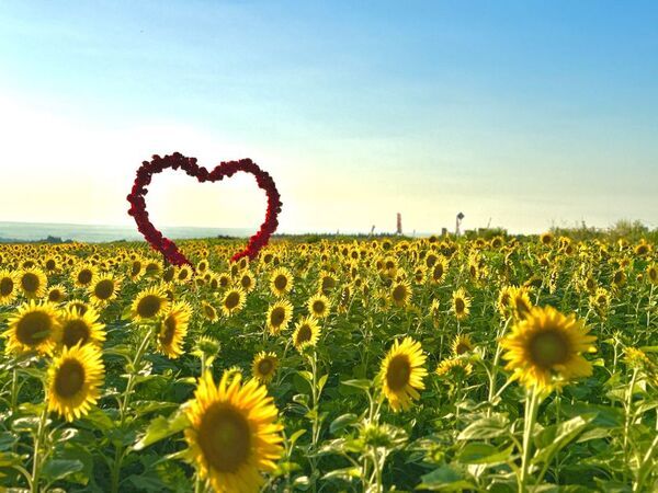 山形・月山高原に30万本のひまわり畑が8月9日オープン