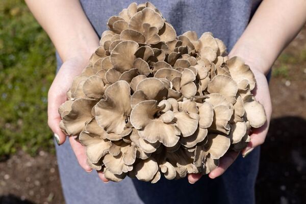 規格外舞茸を活用した『舞茸つゆ』新発売　七つ森ふもと舞茸×だい久製麺がサステナブルな万能調味料を開発