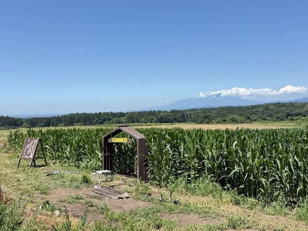 山形・月山高原「5万本のとうもろこし巨大迷路」を8/24まで開催