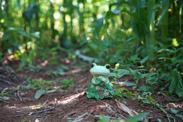 山形・月山高原「5万本のとうもろこし巨大迷路」を8/24まで開催