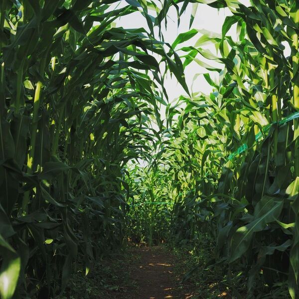 山形・月山高原「5万本のとうもろこし巨大迷路」を8/24まで開催