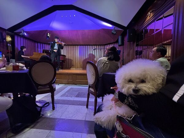 犬と一緒に音楽を楽しむ贅沢な午後　『わんわんサウンドシエスタ Vol.3』 9月14日(日)開催人気バイオリニストはなしま なおみ追加出演決定！