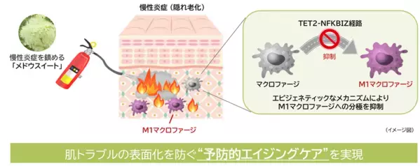 “隠れ老化”である慢性炎症の鎮静に植物でアプローチ(1)