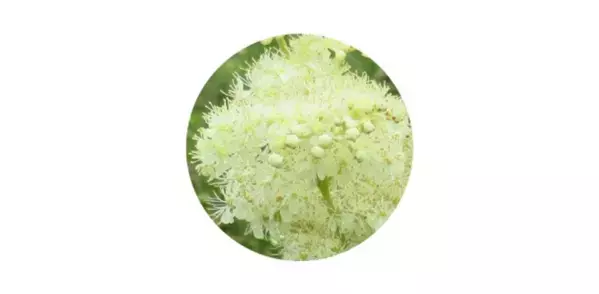 “隠れ老化”である慢性炎症の鎮静に植物でアプローチ(1)