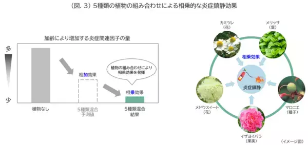 “隠れ老化”である慢性炎症の鎮静に植物でアプローチ(2)
