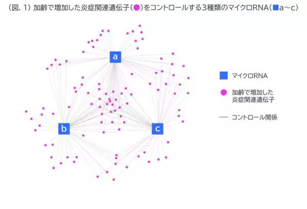 “隠れ老化”である慢性炎症の鎮静に植物でアプローチ(2)