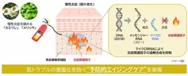 “隠れ老化”である慢性炎症の鎮静に植物でアプローチ(2)