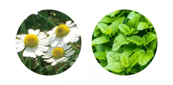 “隠れ老化”である慢性炎症の鎮静に植物でアプローチ(2)