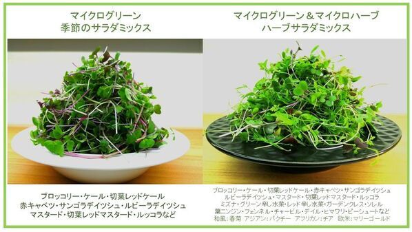 プロ品質のマイクログリーンを自宅でたのしめる！家庭用栽培キットがにCAMPFIREで9月中旬に先行予約開始