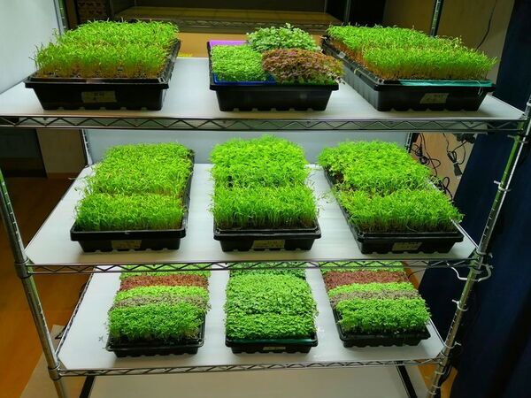 プロ品質のマイクログリーンを自宅でたのしめる！家庭用栽培キットがにCAMPFIREで9月中旬に先行予約開始