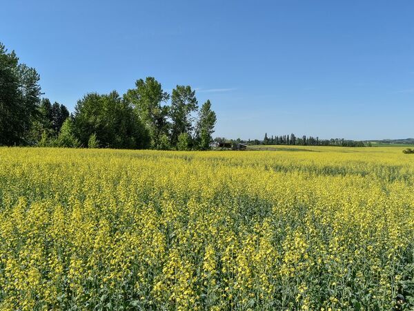 「くまのプーさん」デザインのカナダ産純粋はちみつが8月26日(火)より新パッケージでリニューアル発売