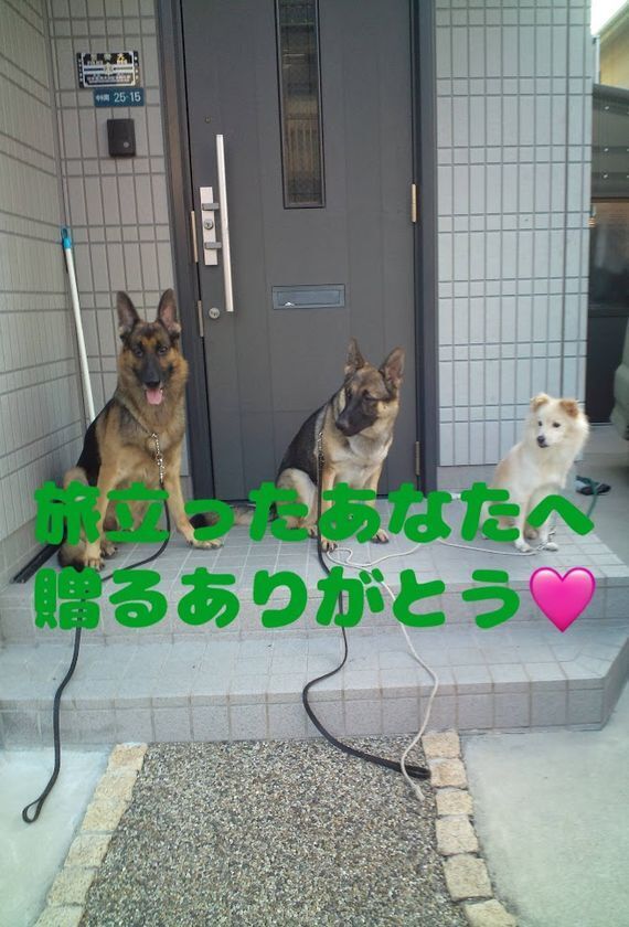 山口県のNPO法人「Grandir(グランディール)」が超大型犬対応火葬車導入に向けプロジェクトを開始　“本当の意味での殺処分ゼロ”を目指す