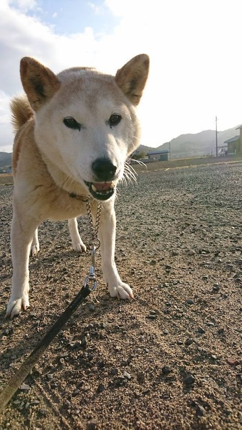 山口県のNPO法人「Grandir(グランディール)」が超大型犬対応火葬車導入に向けプロジェクトを開始　“本当の意味での殺処分ゼロ”を目指す