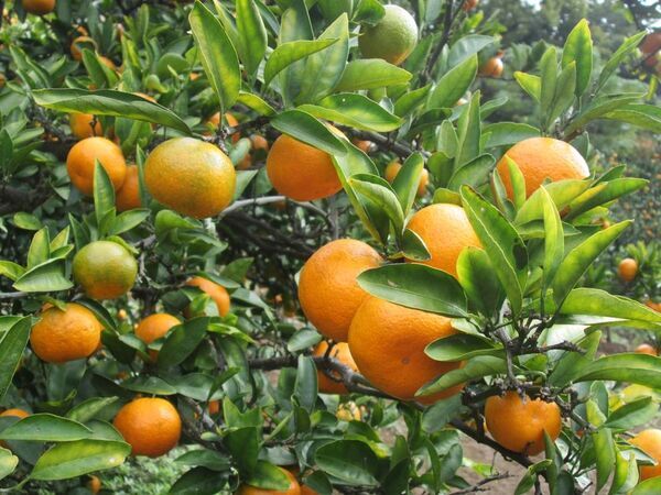 毎年大好評の周遊フェスが、パワーアップして今年も帰ってきた！東京を“まるごと旅する”2日間「TOKYO周穫祭2025」11月22日(土)・23日(日)に開催！