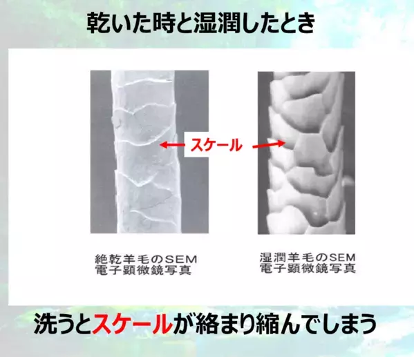 羊毛の縮みを解消！「羊毛スケール温存型防縮加工技術」を施した繊維の受注販売を10月3日より開始