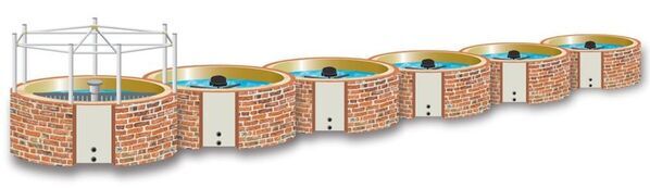 株式会社Seaside　広島大学大学院とバナメイエビに関する共同実験を実施　バナメイエビの摂餌効率における水温の影響