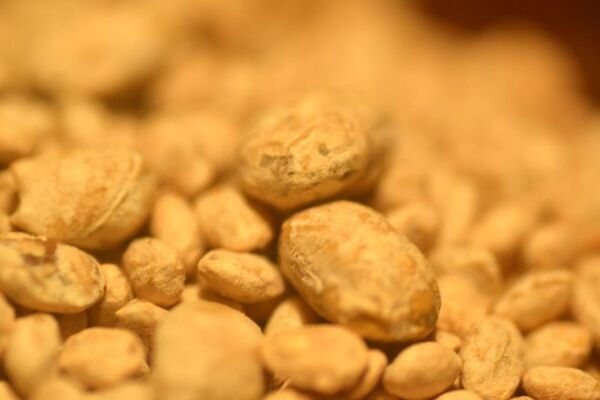 箱根の宿「養生館はるのひかり」農学士の自家製麹調味料と露地栽培野菜で愉しむ＜旨味体験型＞の新プラン　『ベジタリアンと麹(一人旅限定)』を9月より開始