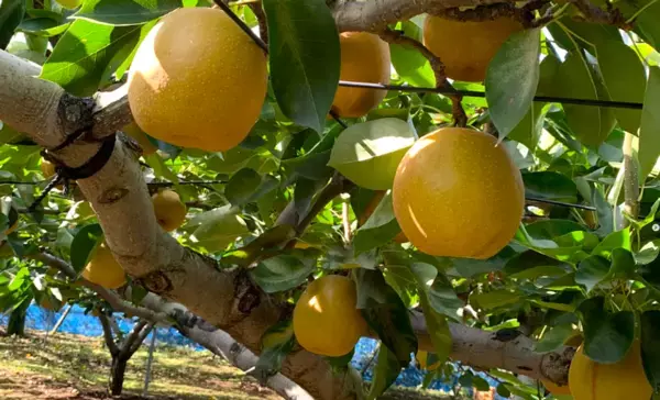 クーラーボックス必携！　“直売所天国”千葉で採れたてを巡ろう9月12日からは「ちばまるしぇキャンペーン2025」も開催！