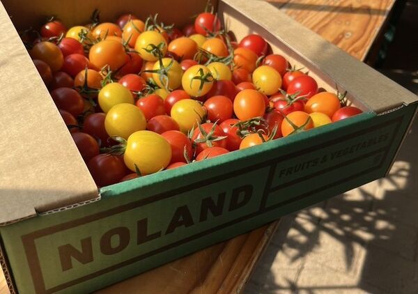 クーラーボックス必携！　“直売所天国”千葉で採れたてを巡ろう9月12日からは「ちばまるしぇキャンペーン2025」も開催！