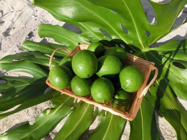 特産品をはじめ東京各島の魅力が有楽町に大集合！「東京愛らんどフェア 2025（秋）」開催