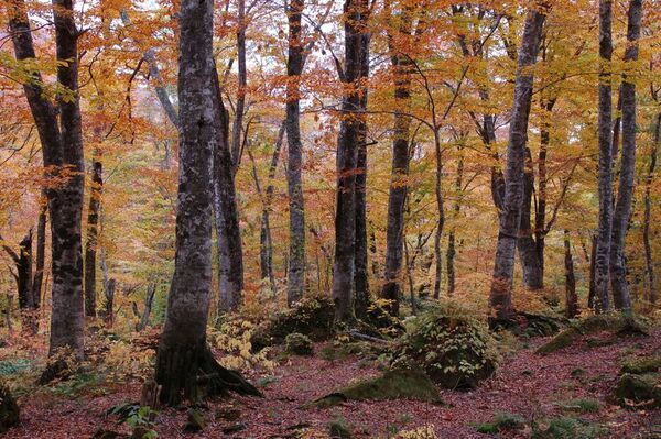 県域を越えて世界自然遺産・白神山地とつながる　第11回白神ミーティング　秋田県能代市で11/7-8開催！