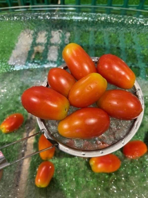 ＼9年分の感謝をドドーンとお届け！／群馬県渋川市『上州・村の駅』が「9周年祭」を9月6日(土)より開催　農産物の9円市やバケツ積み放題などお得なイベントが目白押し！