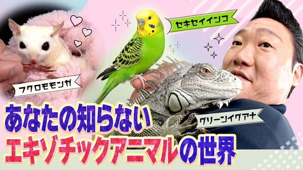 ドギーマン、みやぞんと愛犬メイちゃんのコラボ動画を公開！チャンネル出演5周年を記念したご褒美旅行Vlogも配信