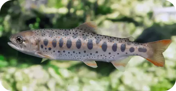 ＜道の駅伊豆月ケ瀬＞伊豆の絶品グルメ 清流が育む「あまご」を堪能できる「あまごの郷フェア」が9/6より期間限定スタート！