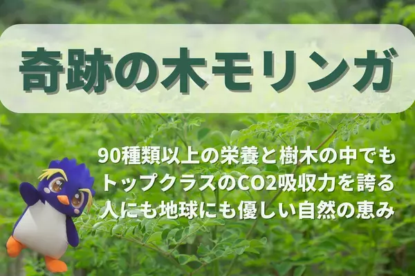 地球温暖化を止める！奇跡の木「モリンガ」植林計画が始動　8月27日(水)よりクラウドファンディングを開始