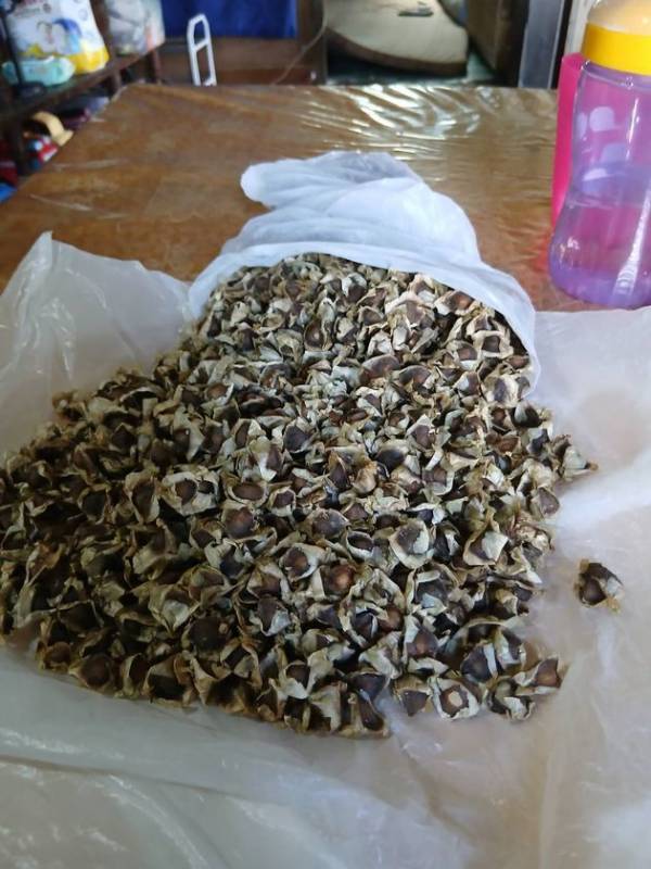 地球温暖化を止める！奇跡の木「モリンガ」植林計画が始動　8月27日(水)よりクラウドファンディングを開始