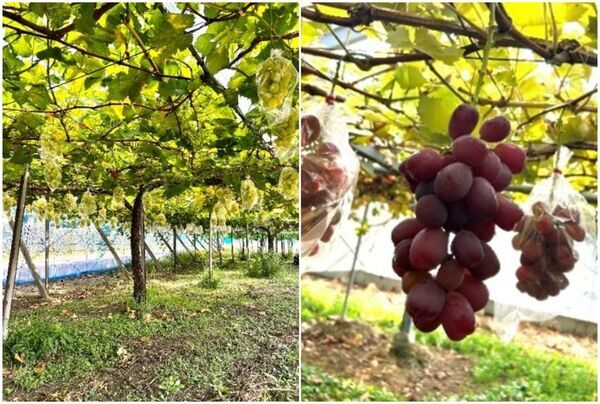 茨城県常総　新米・ぶどう・さつまいもなど秋の味覚を楽しむイベント9月13日(土)～9月23日(火)『常総　秋の収穫祭』開催