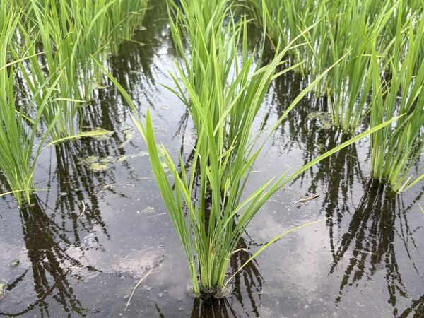 米粉と水のチカラで地域を守る　熊本製粉のサステナブルな挑戦