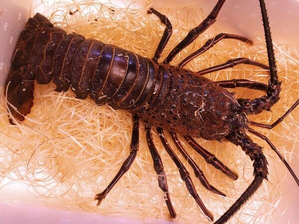 河津町が東京ビッグサイトで開催される全国175の自治体が参加する最大級のふるさと納税リアルイベント楽天「超ふるさと納税祭」に出展