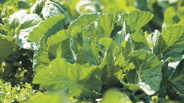 妊活中＆マタニティ、授乳期に嬉しい「サプリ×プロテイン×青汁」のいいとこどり　国産ケール100％使用　抹茶風味のお手軽栄養ドリンク【ケールプロテイン ピュアルン】2種を2025年9月18日に販売開始