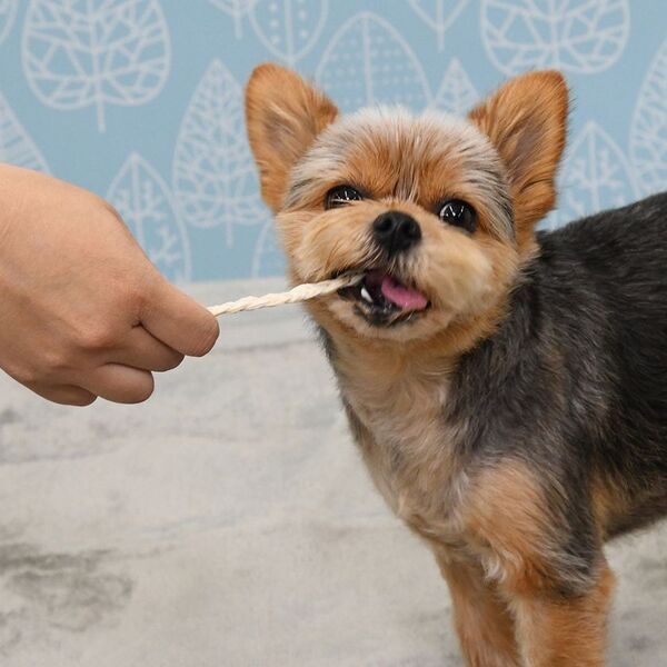 ペットフードはドギーマン、人気のホワイデントシリーズからワンちゃん用の歯みがきガム『歯間ケア』2種が発売！