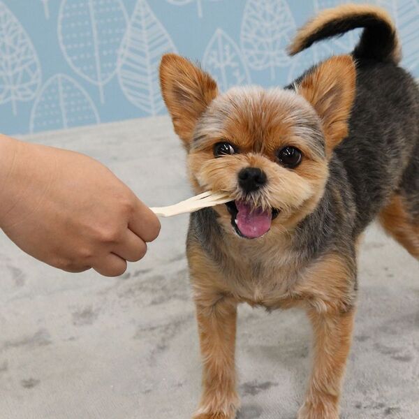 ペットフードはドギーマン、人気のホワイデントシリーズからワンちゃん用の歯みがきガム『歯間ケア』2種が発売！