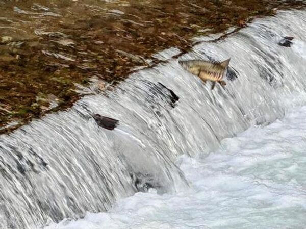 「おかえりサーモン！鮭のふるさと秋まつり」鮭が帰る街 千歳市の秋の風物詩　千歳で鮭を見る・知る・味わう11日間がはじまります！