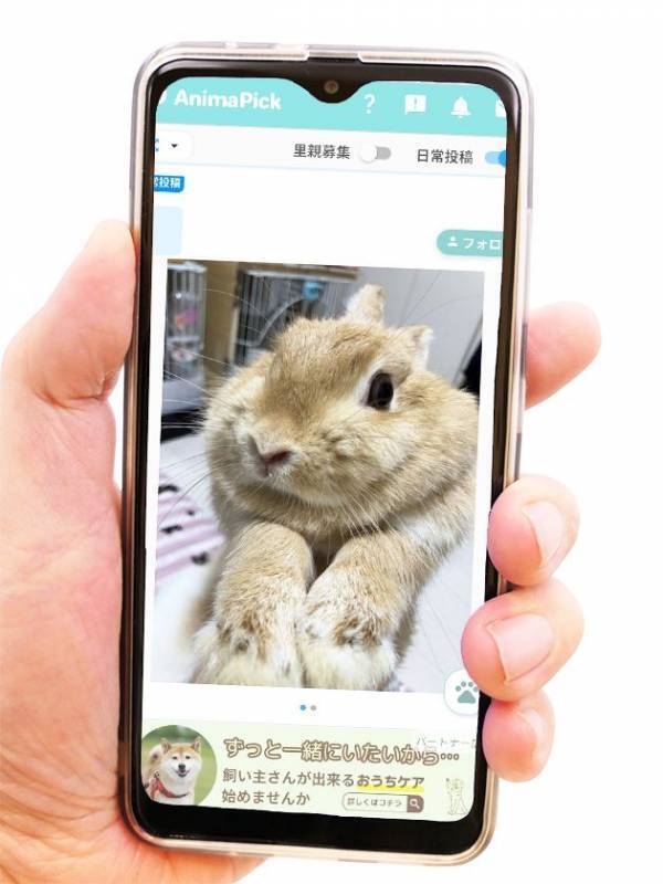 コロナ禍以降寄付減少、疲弊する動物保護現場　見るだけで支援になるSNSアプリ『AnimaPick』が新機能リリース