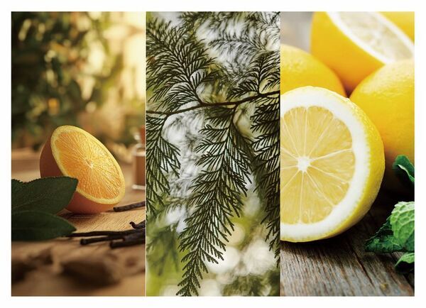 【新商品】ふわり泡で、根元から健やかに！『ひとときのしずく エレシャンプー＆エレトリートメント』2025年9月20日発売